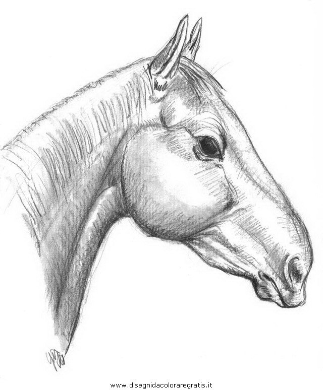 Disegno cavallo 75 animali da colorare for Immagini di cavalli da disegnare