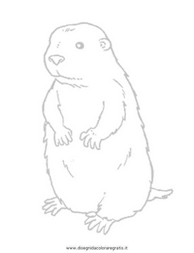 yellow bellied marmot coloring pages - photo #8