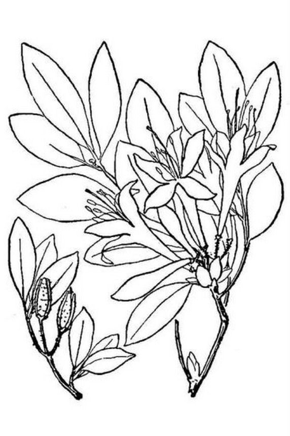 coloring pages for rhododendron - photo #15