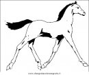 animali/cavalli/cavallo_21.JPG