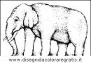 animali/elefanti/elefante_34.JPG
