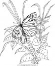 animali/farfalle/farfalla_a03.JPG