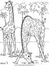 animali/giraffe/giraffa_41.JPG