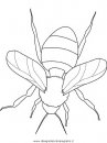 animali/insetti/bumblebee.JPG