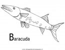 animali/pesci2/barracuda_03.JPG