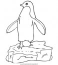 animali/pinguini/pinguino_26.jpg