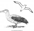 animali/uccelli/albatros_03.JPG