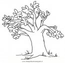natura/alberi_speciali/baobab_1.JPG