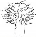 natura/alberi_speciali/baobab_3.JPG