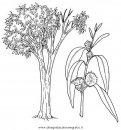 natura/alberi_speciali/eucalipto.JPG