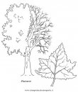natura/alberi_speciali/platano.JPG