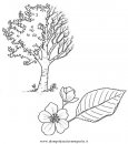 natura/alberi_speciali/prunus.JPG