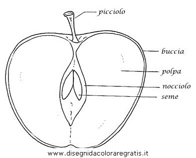 Disegno Mela Alimenti Da Colorare