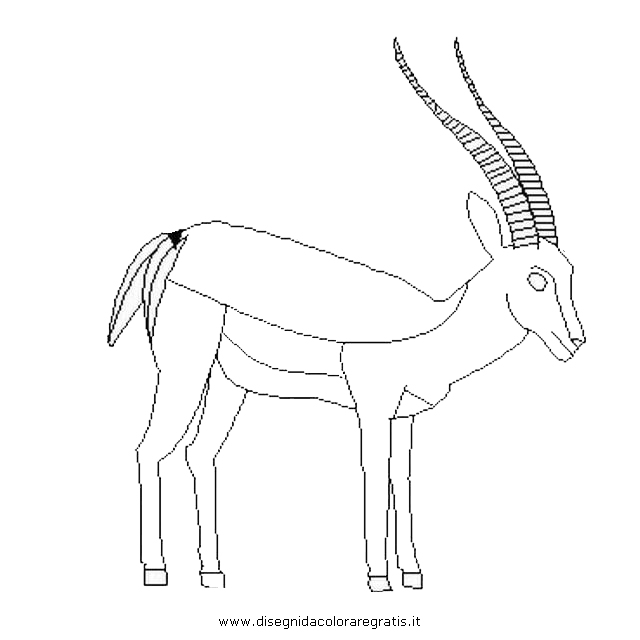 animali/animalimisti/antilope_impala.JPG