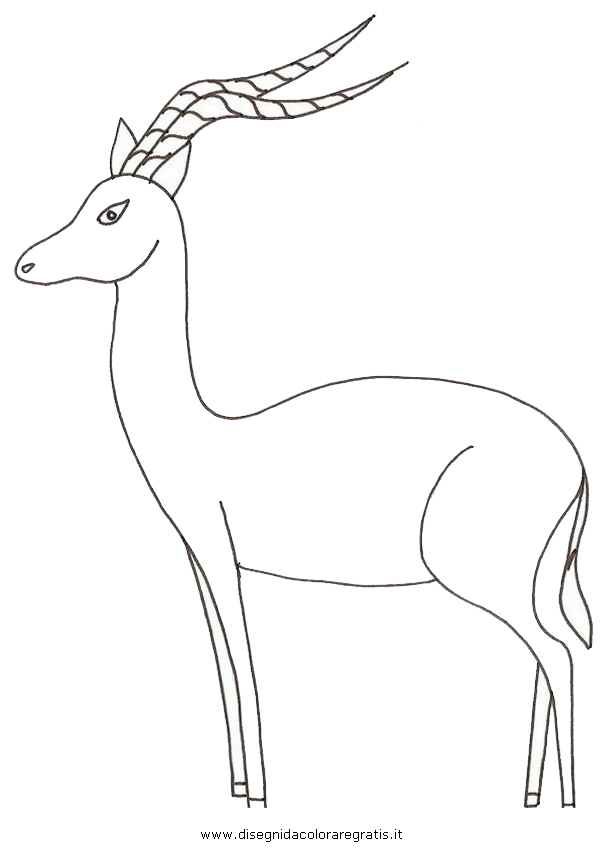 animali/animalimisti/antilope_impala2.JPG