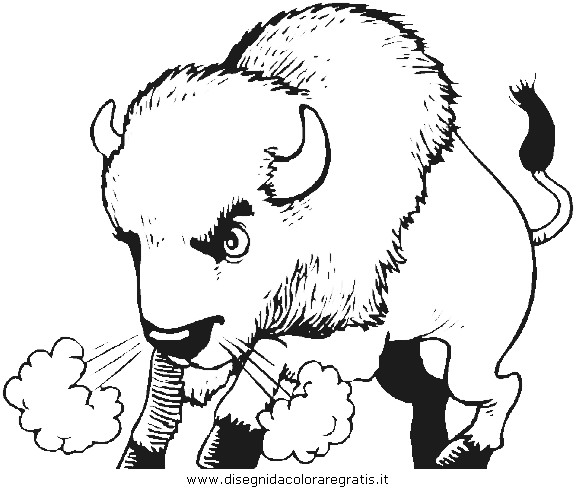 animali/animalimisti/bisonte_bisonti_34.JPG
