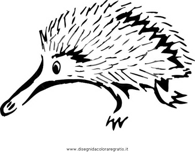 animali/animalimisti/echidna-2.JPG