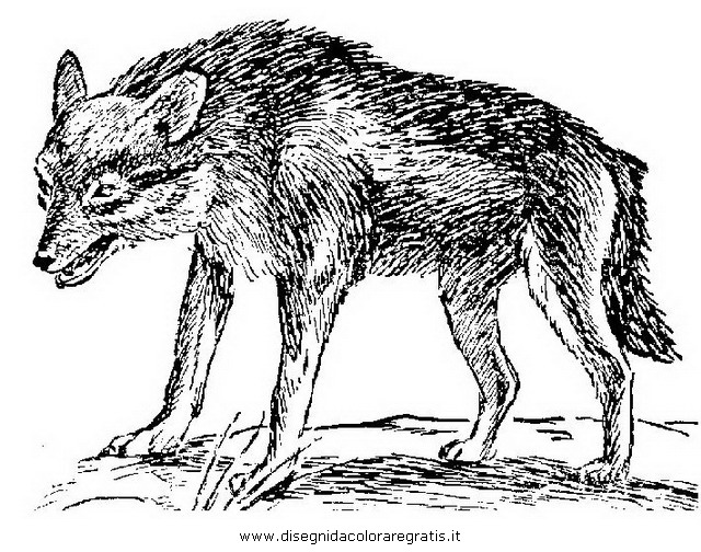 animali/animalimisti/sciacallo_02.JPG