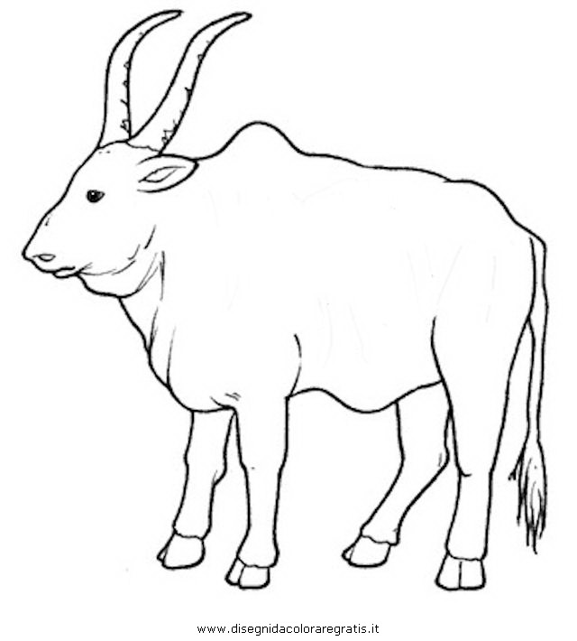 animali/animalimisti/zebu.JPG