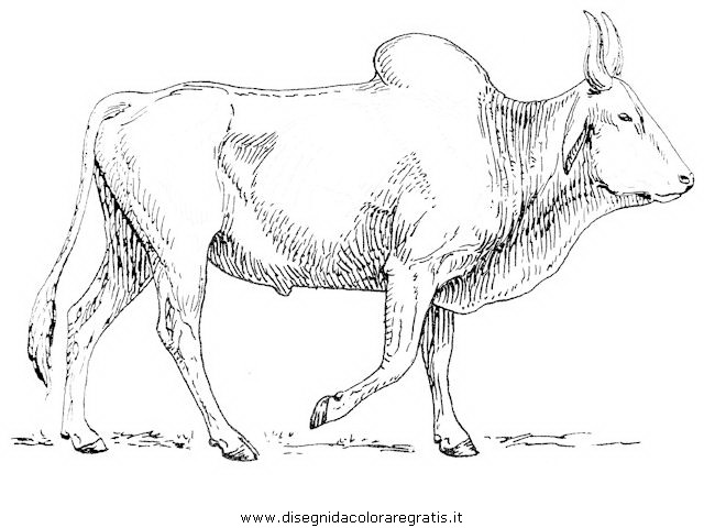 animali/animalimisti/zebu_3.JPG