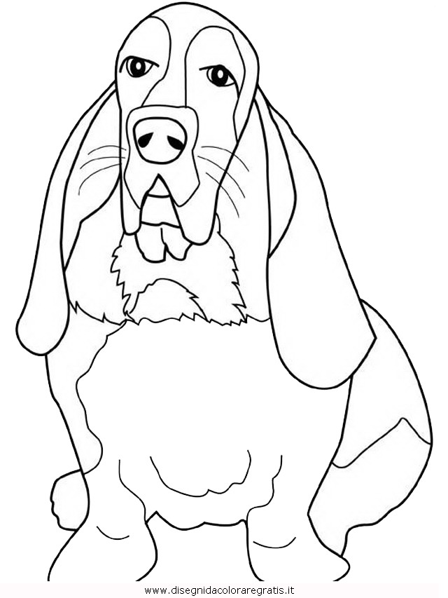 animali/cani/basset-hound.JPG