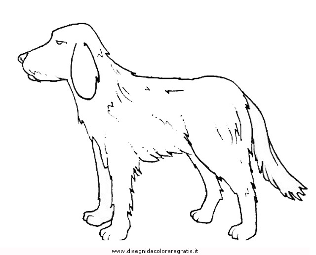 animali/cani/cane_096.JPG