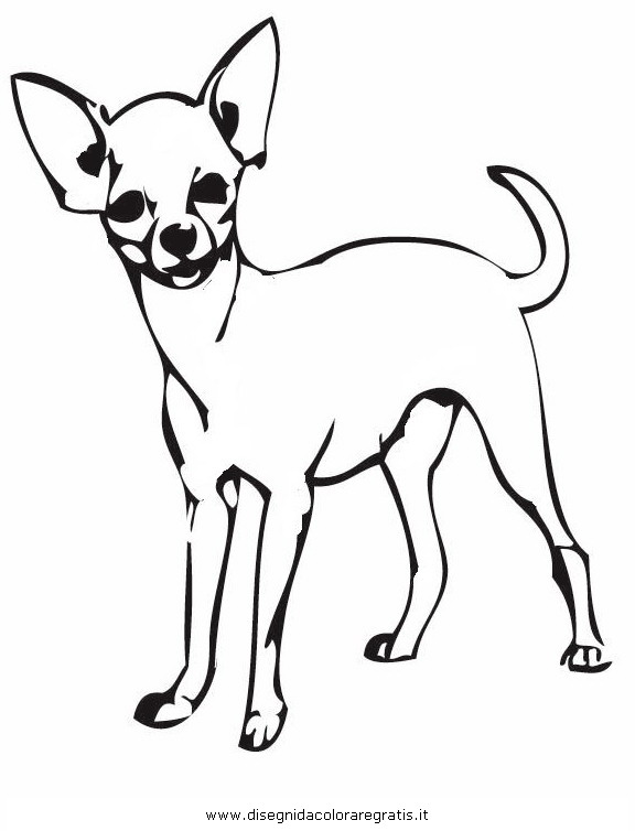 animali/cani/chihuahua_6.JPG