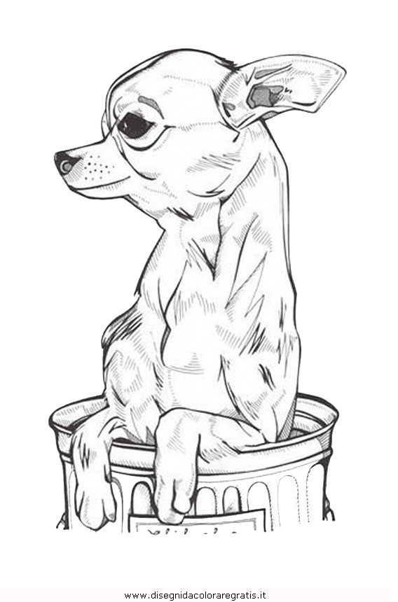 animali/cani/chihuahua_7.JPG