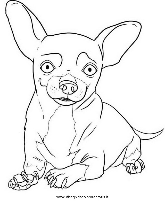 animali/cani/chihuahua_8.JPG