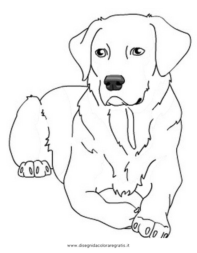 animali/cani/labrador_2.JPG