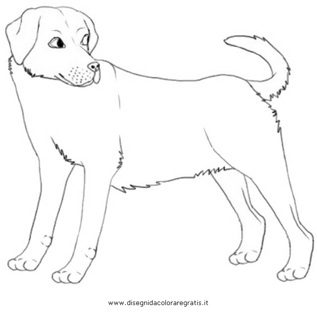 animali/cani/labrador_3.JPG