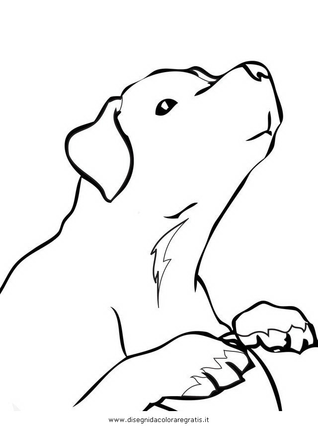 animali/cani/labrador_retriever.JPG