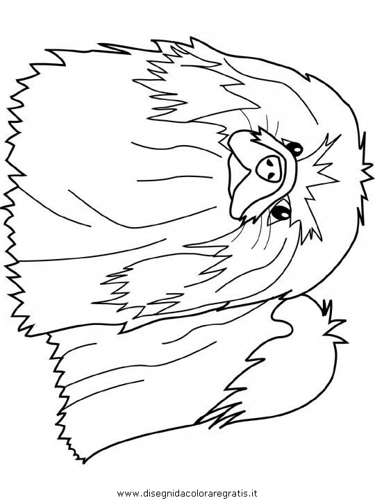 animali/cani/pekingese.JPG