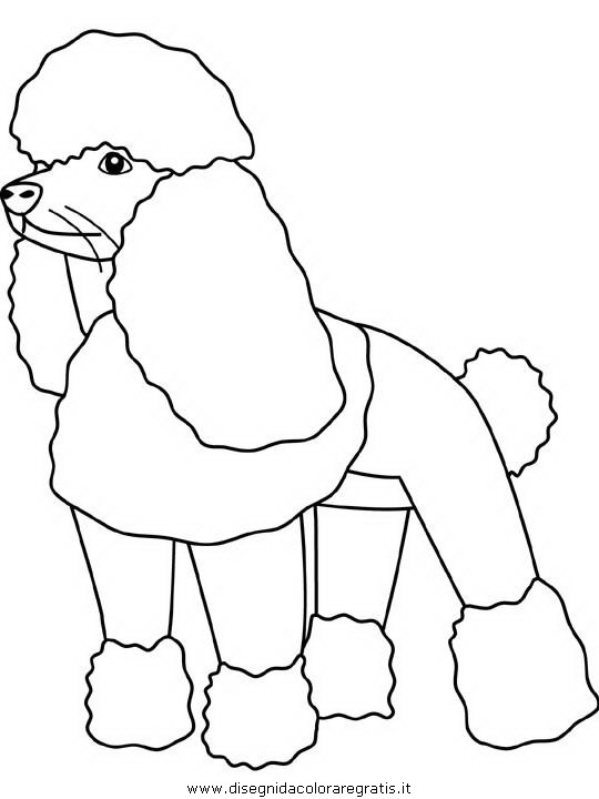 animali/cani/poodle.JPG