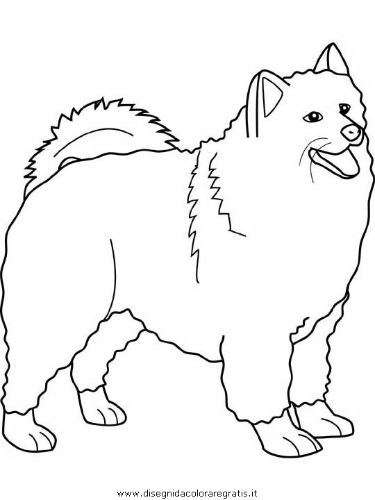 animali/cani/samoyed.JPG