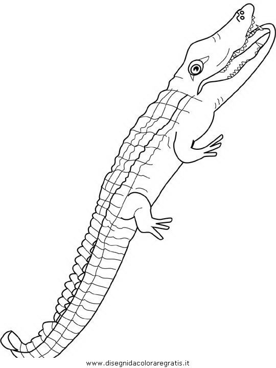 animali/coccodrilli/coccodrillo_coccodrilli_02.JPG