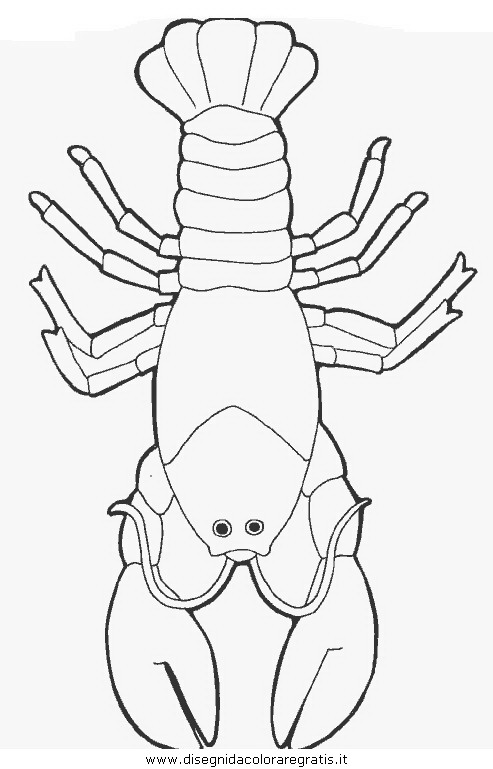 animali/crostacei/aragosta_aragoste_13.JPG