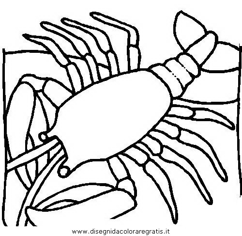 animali/crostacei/aragosta_aragoste_14.JPG