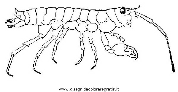 animali/crostacei/gambero_01.JPG