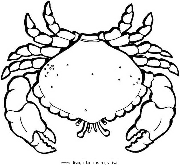 animali/crostacei/granchio_granchi_02.JPG