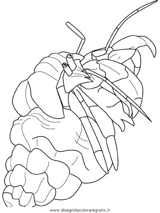 animali/crostacei/hermit-crab.JPG