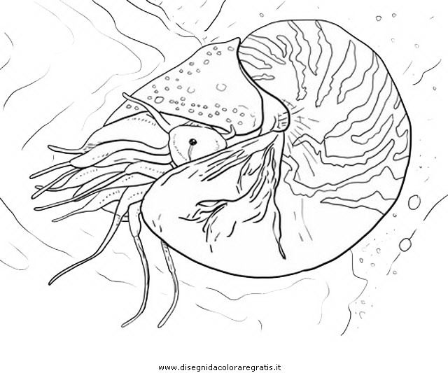 animali/crostacei/nautilo_01.JPG