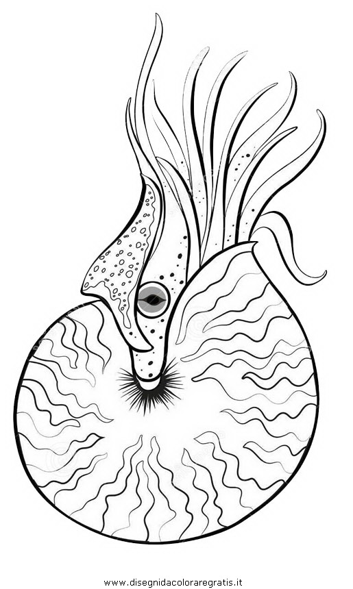 animali/crostacei/nautilo_02.JPG