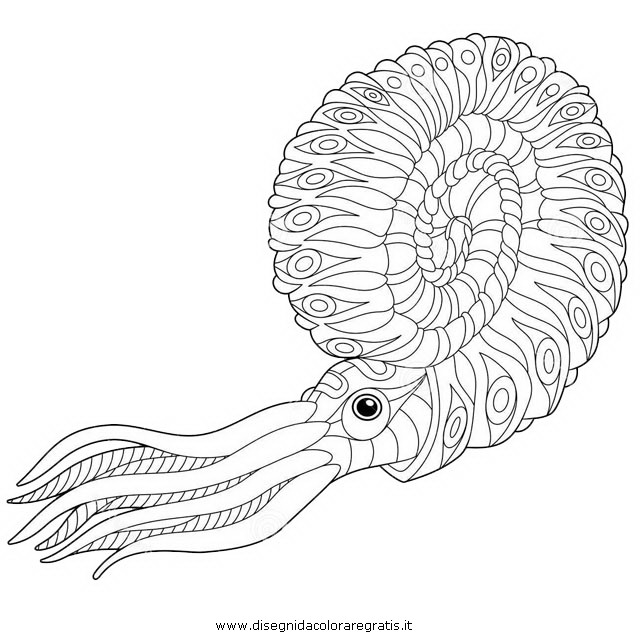 animali/crostacei/nautilo_03.JPG