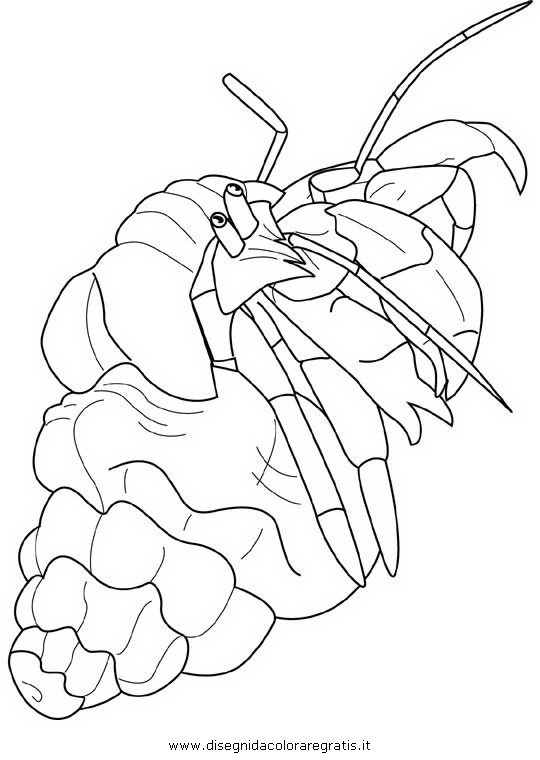 animali/crostacei/paguro5.JPG