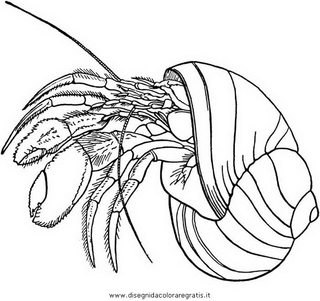 animali/crostacei/paguro9.JPG