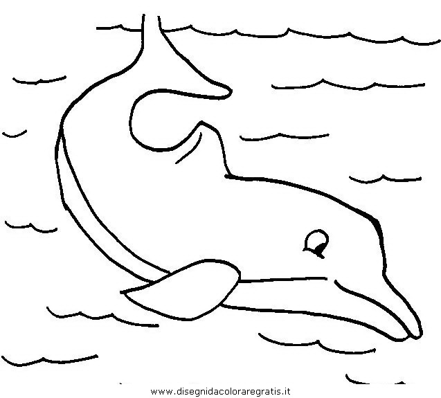 animali/delfini/delfino_delfini_19.JPG