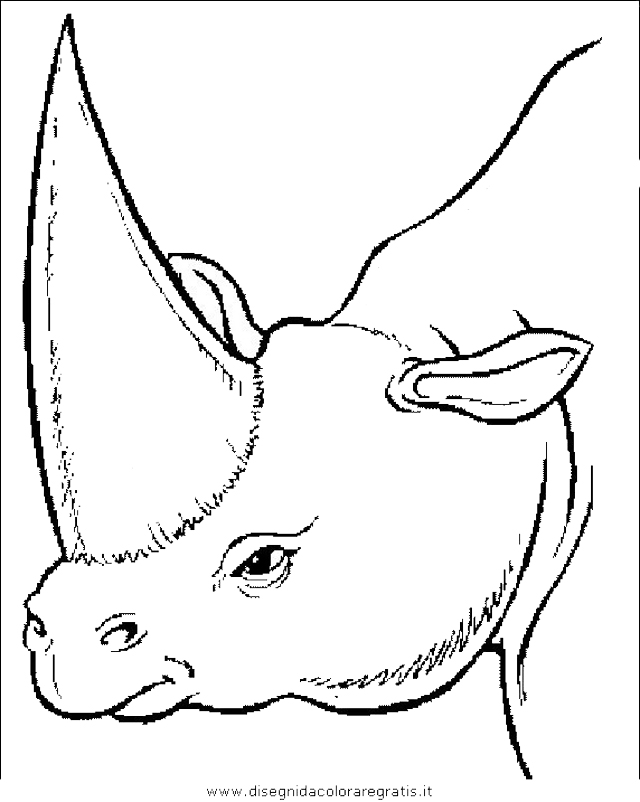 animali/dinosauri/dinosauro_051.JPG