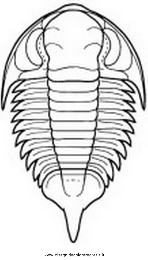 animali/dinosauri/trilobite_bathyuroidea2.JPG