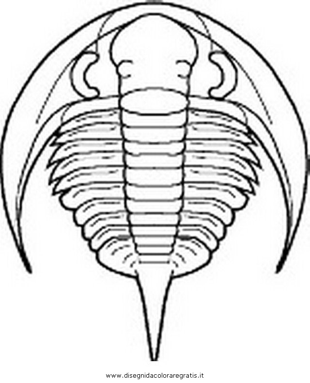 animali/dinosauri/trilobite_bathyuroidea3.JPG